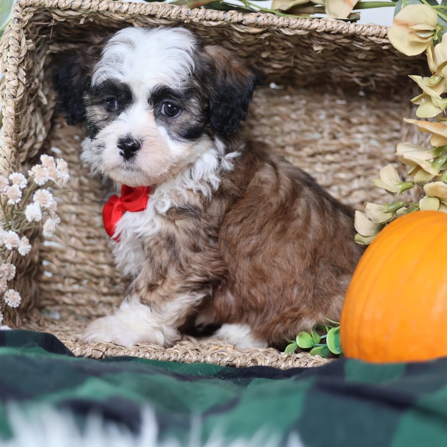 shichon zuchon puppies for sale