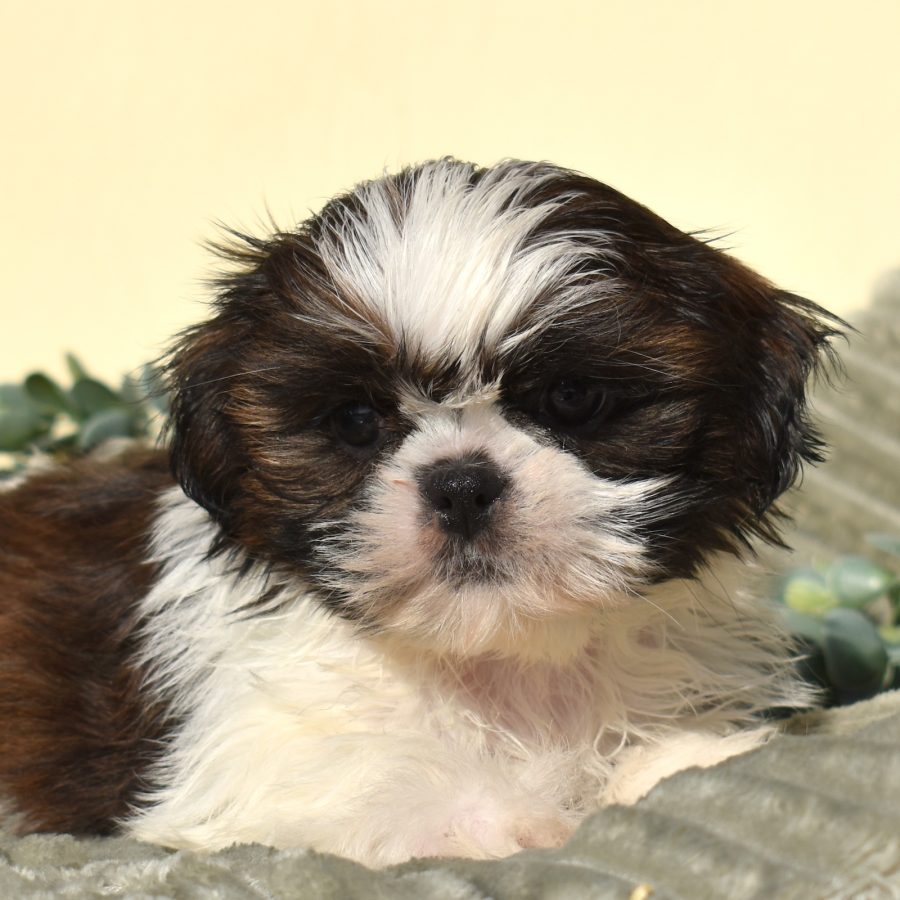 shichon zuchon puppies for sale