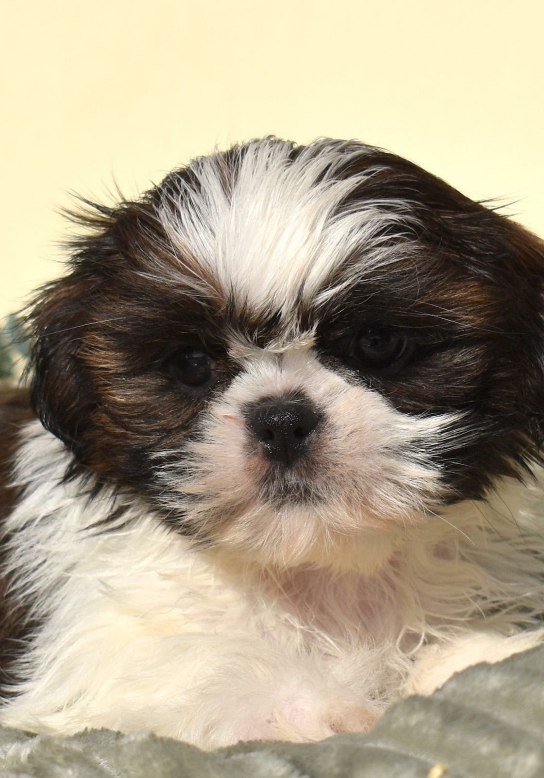 shichon zuchon puppies for sale