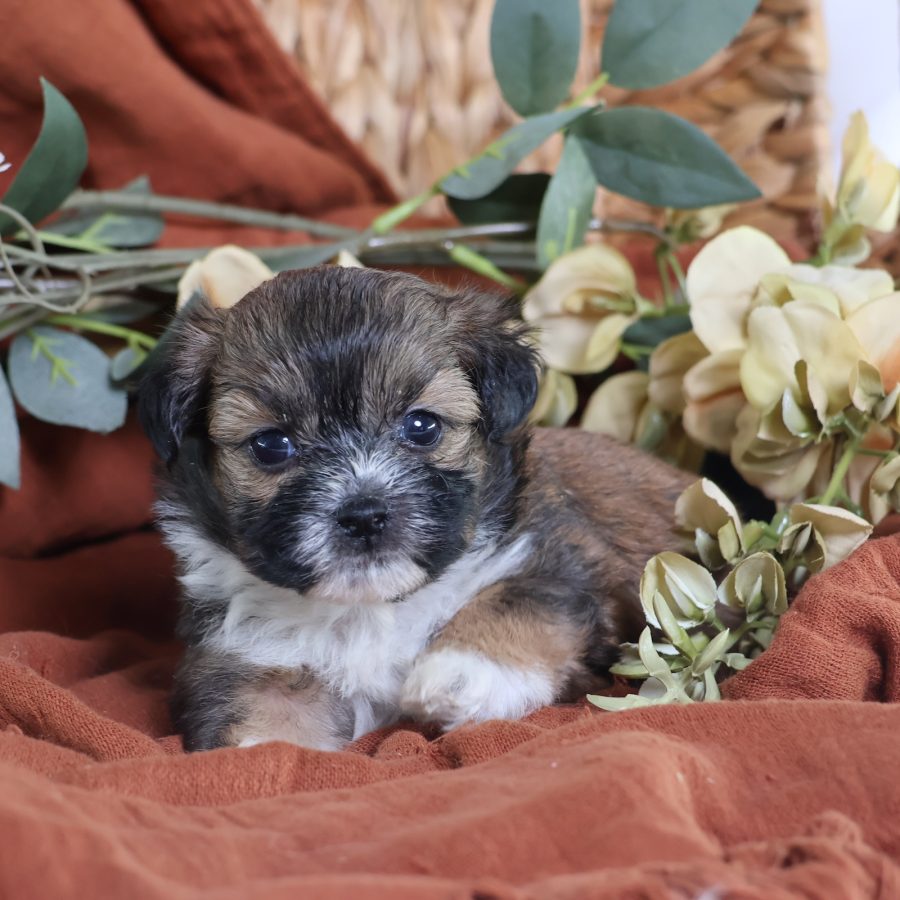 shichon zuchon puppies for sale