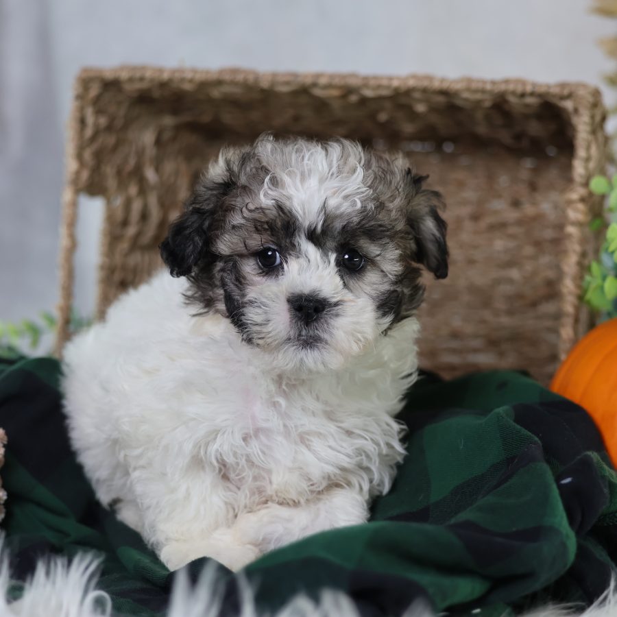 shichon zuchon puppies for sale