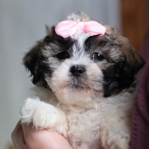 shichon zuchon puppies for sale near me