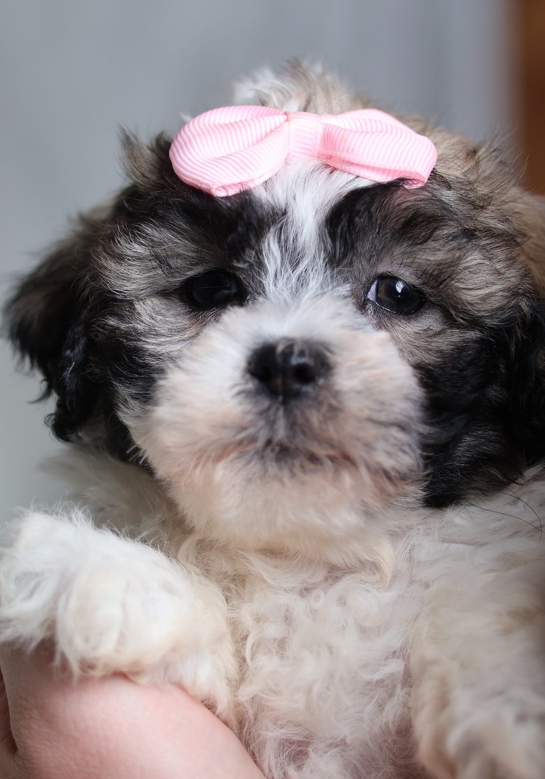 shichon zuchon puppies for sale near me