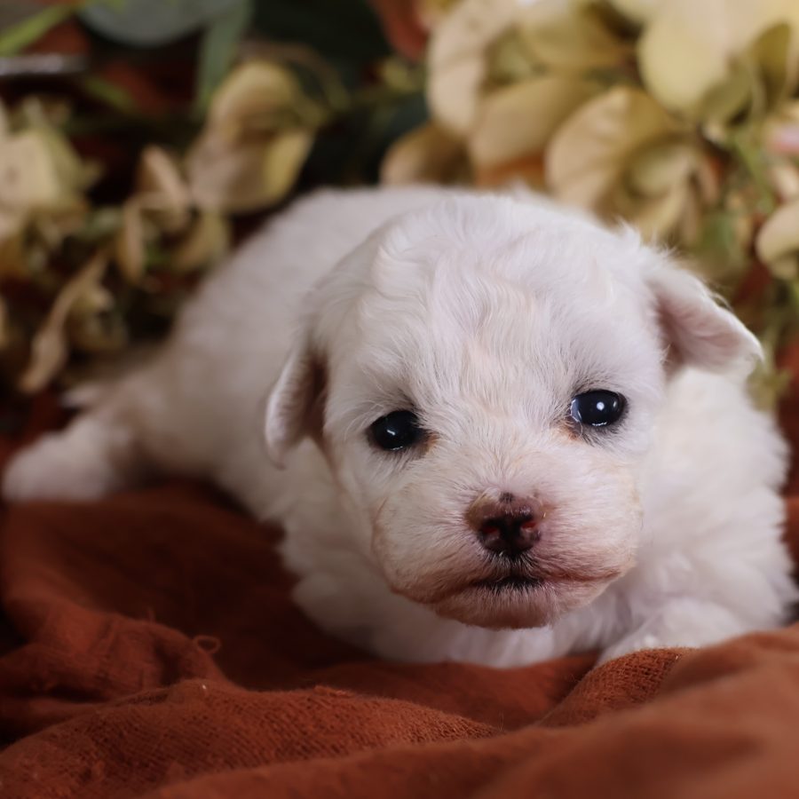 shichon zuchon puppies for sale