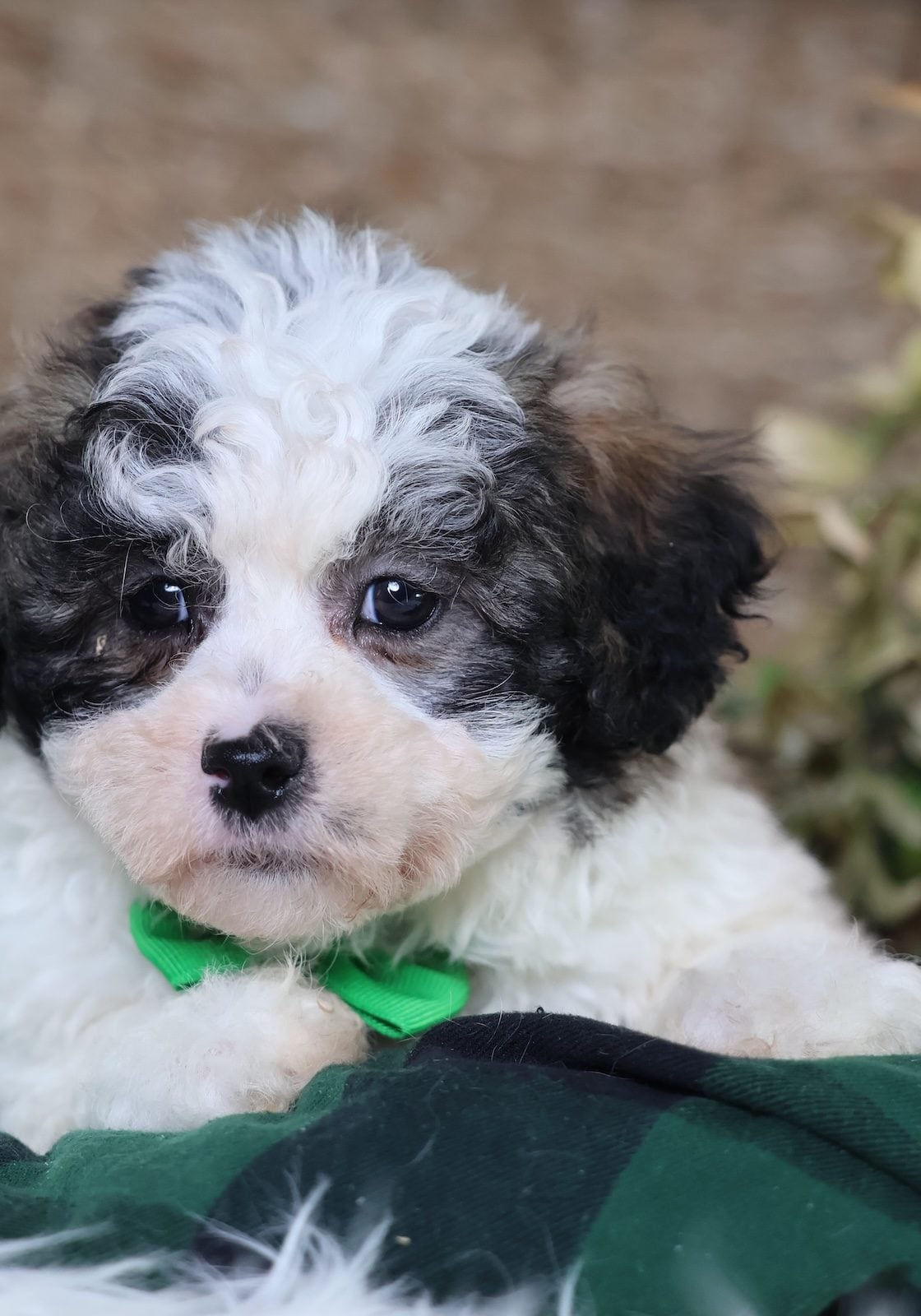 shichon zuchon puppies for sale