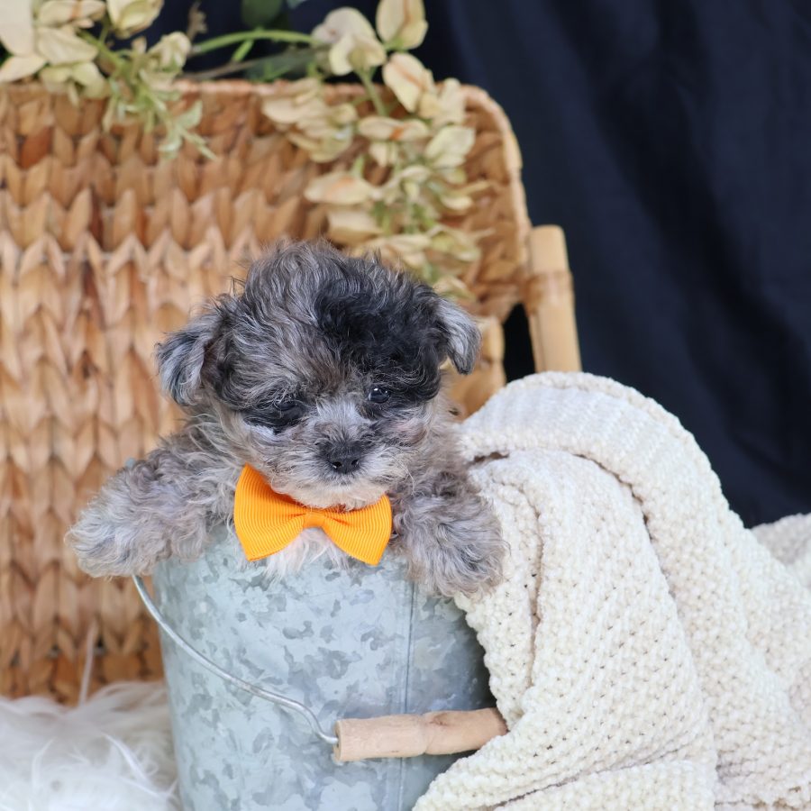 shichon zuchon puppies for sale