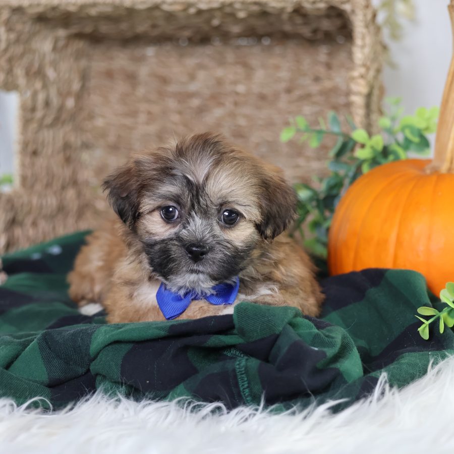 shichon zuchon puppies for sale