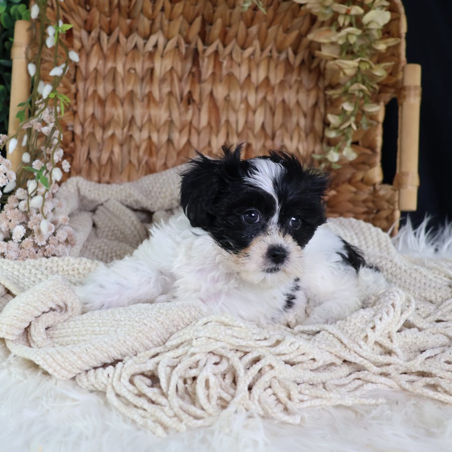 shichon zuchon puppies for sale