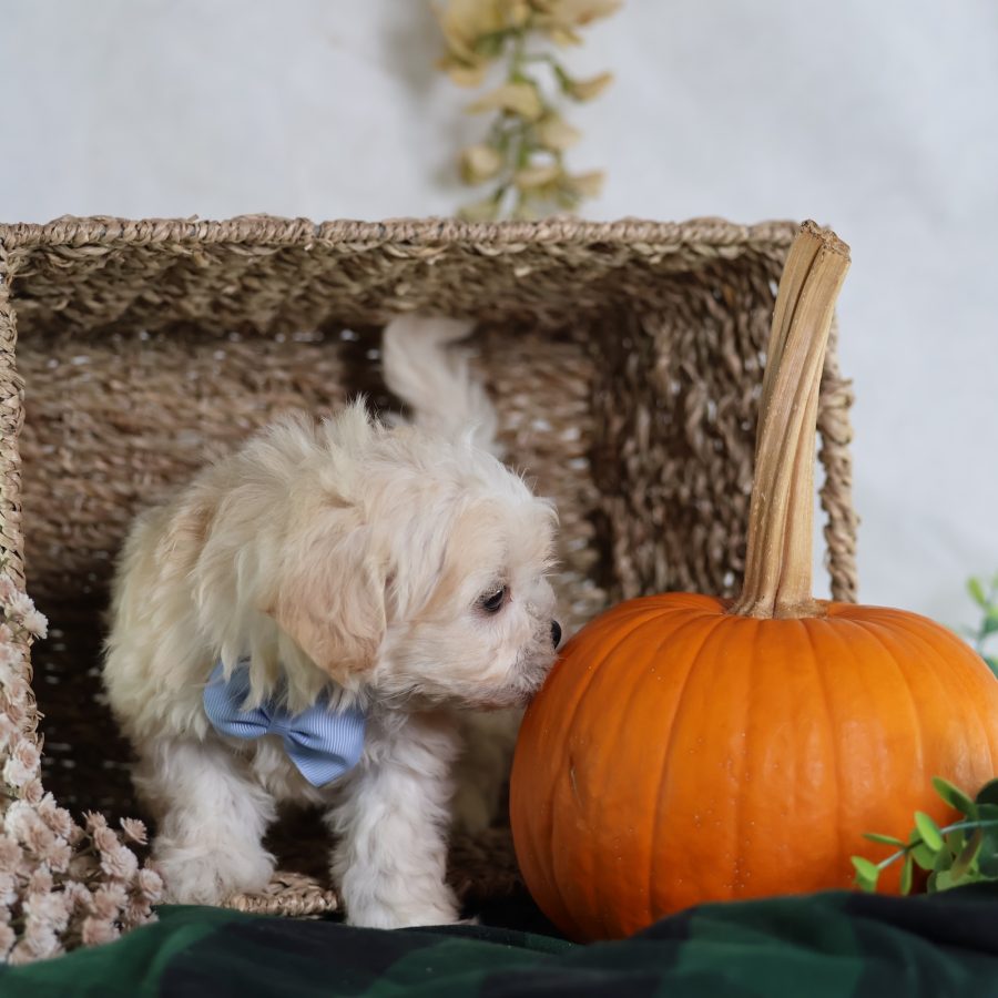 shichon zuchon puppies for sale