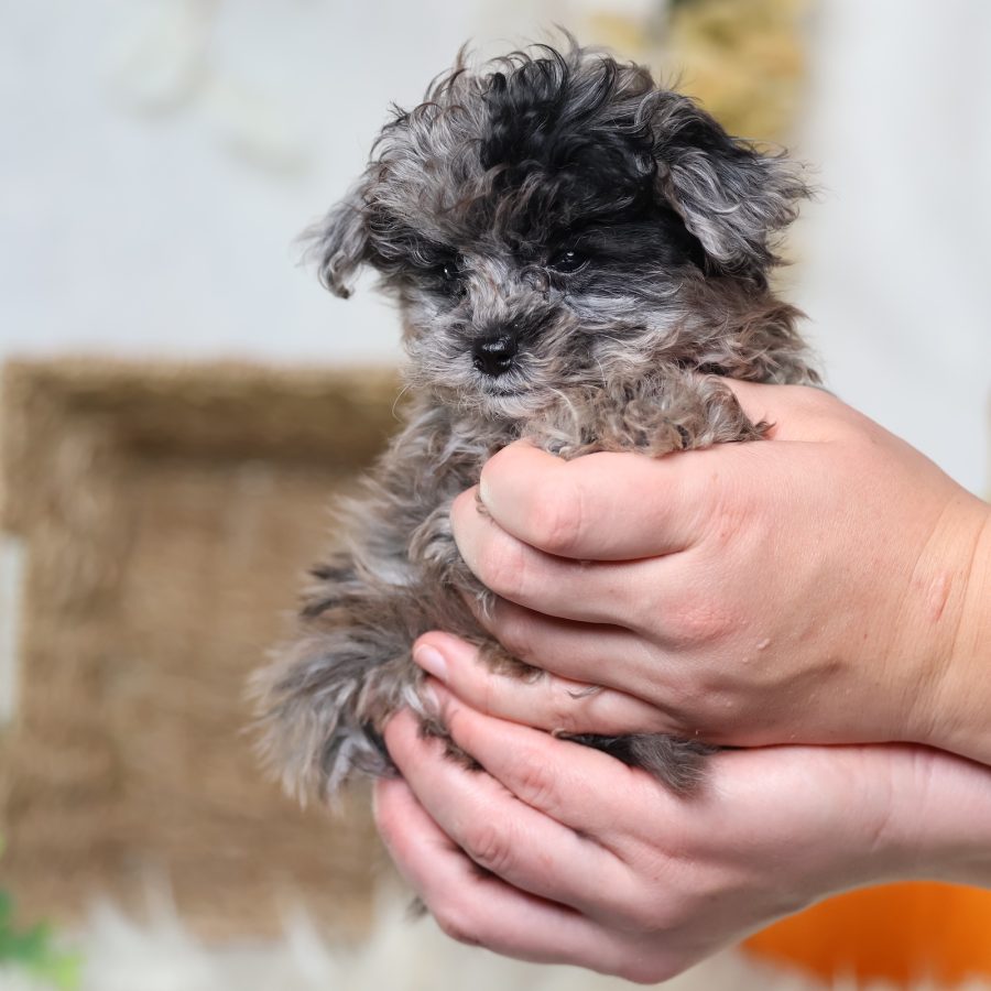 shichon zuchon puppies for sale