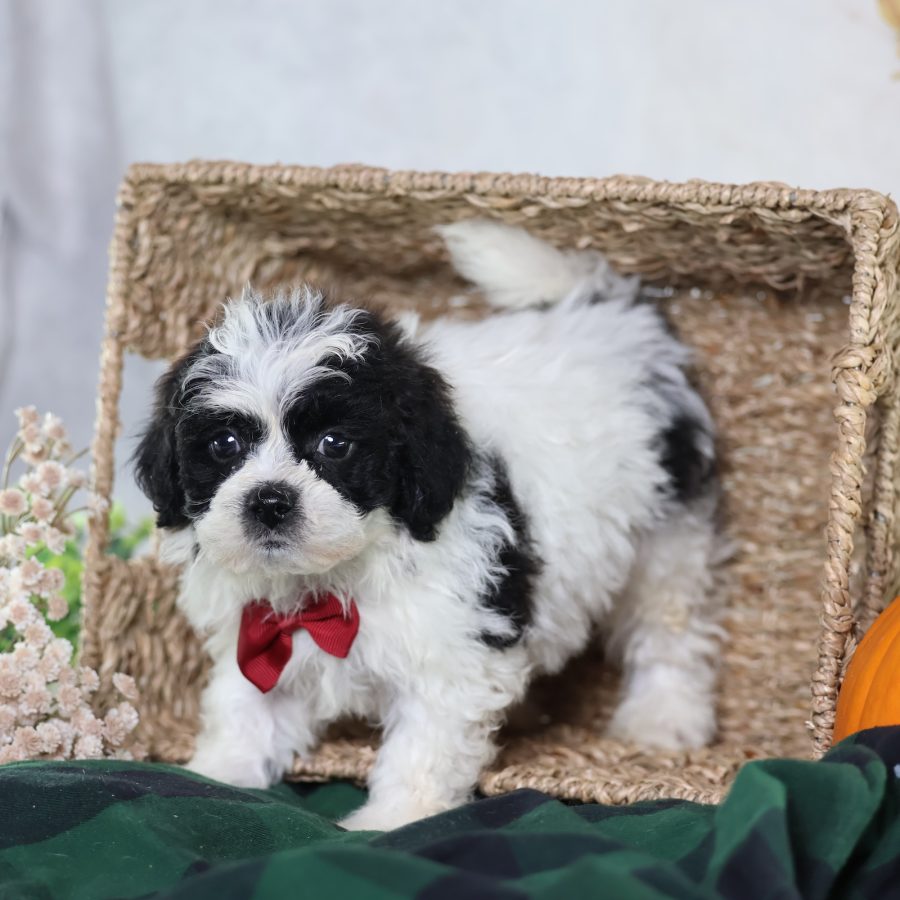 shichon zuchon puppies for sale