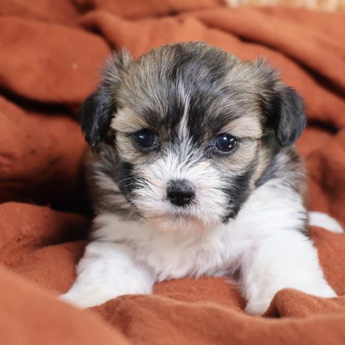 shichon zuchon puppies for sale