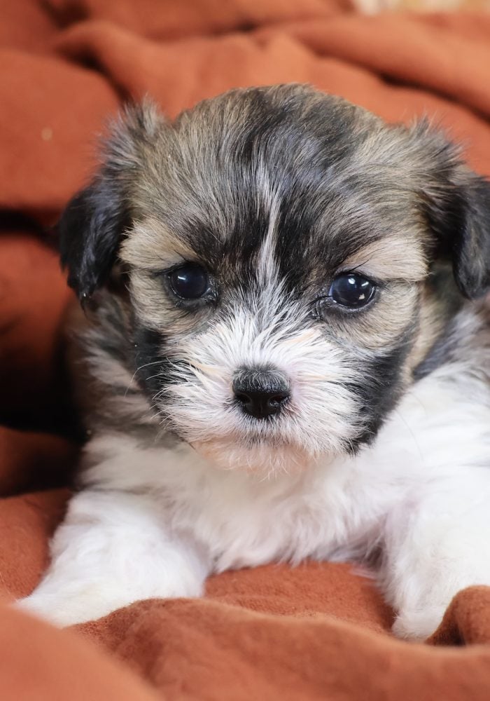 shichon zuchon puppies for sale