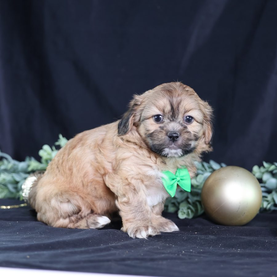 shichon zuchon puppies for sale