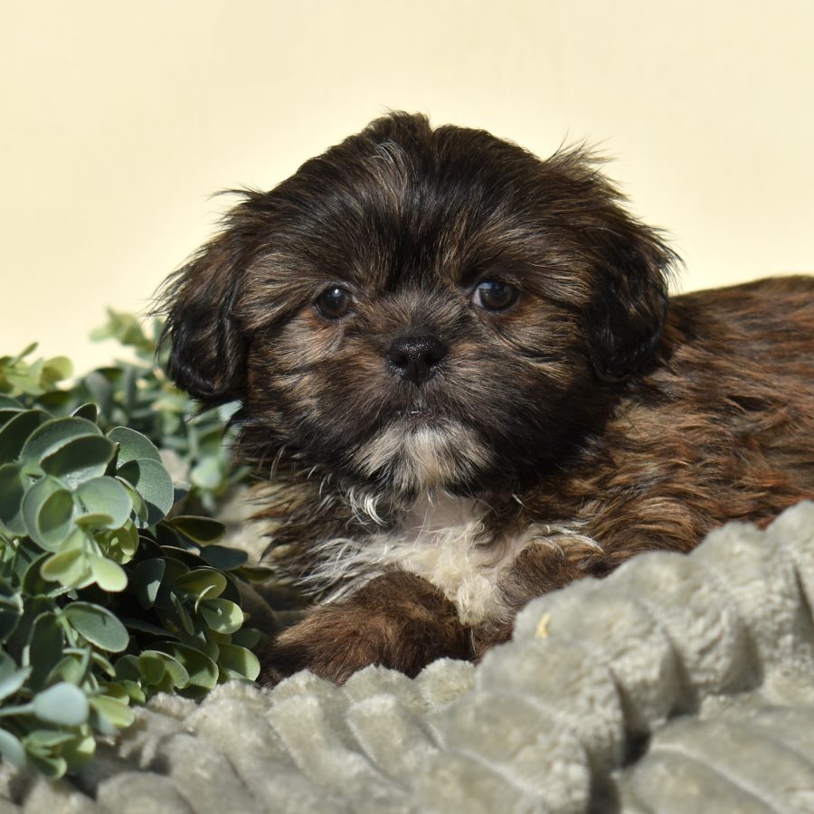shichon zuchon puppies for sale