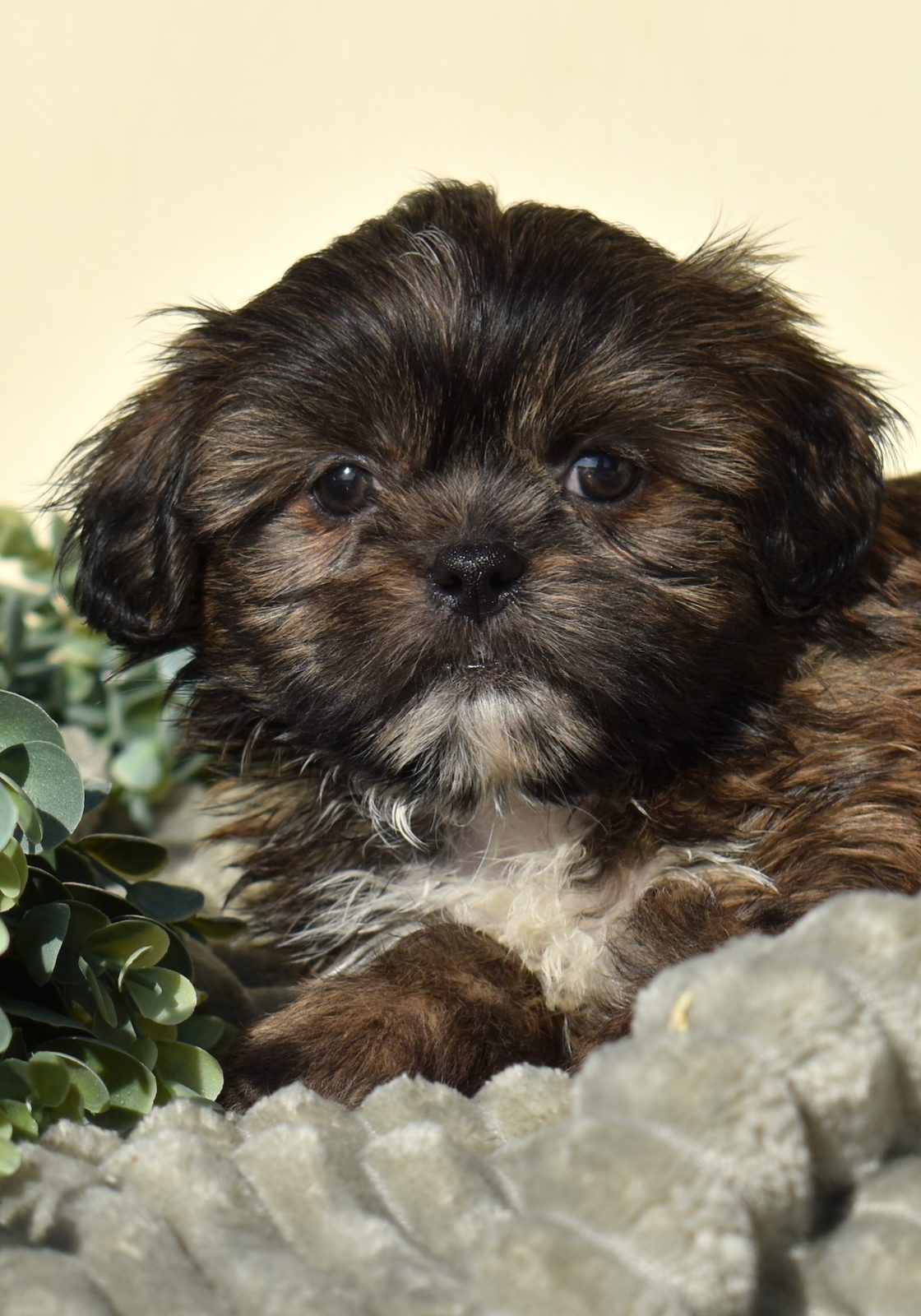 shichon zuchon puppies for sale