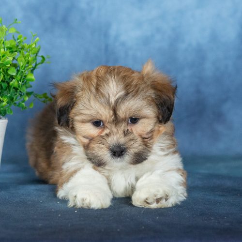 shichon zuchon puppies for sale