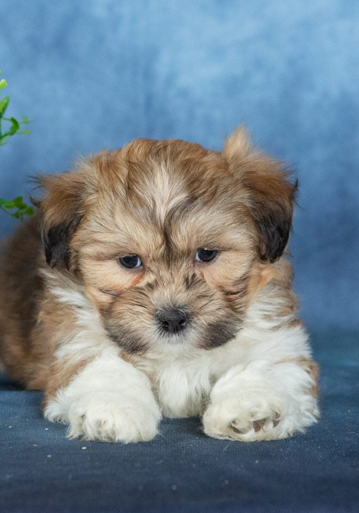 shichon zuchon puppies for sale