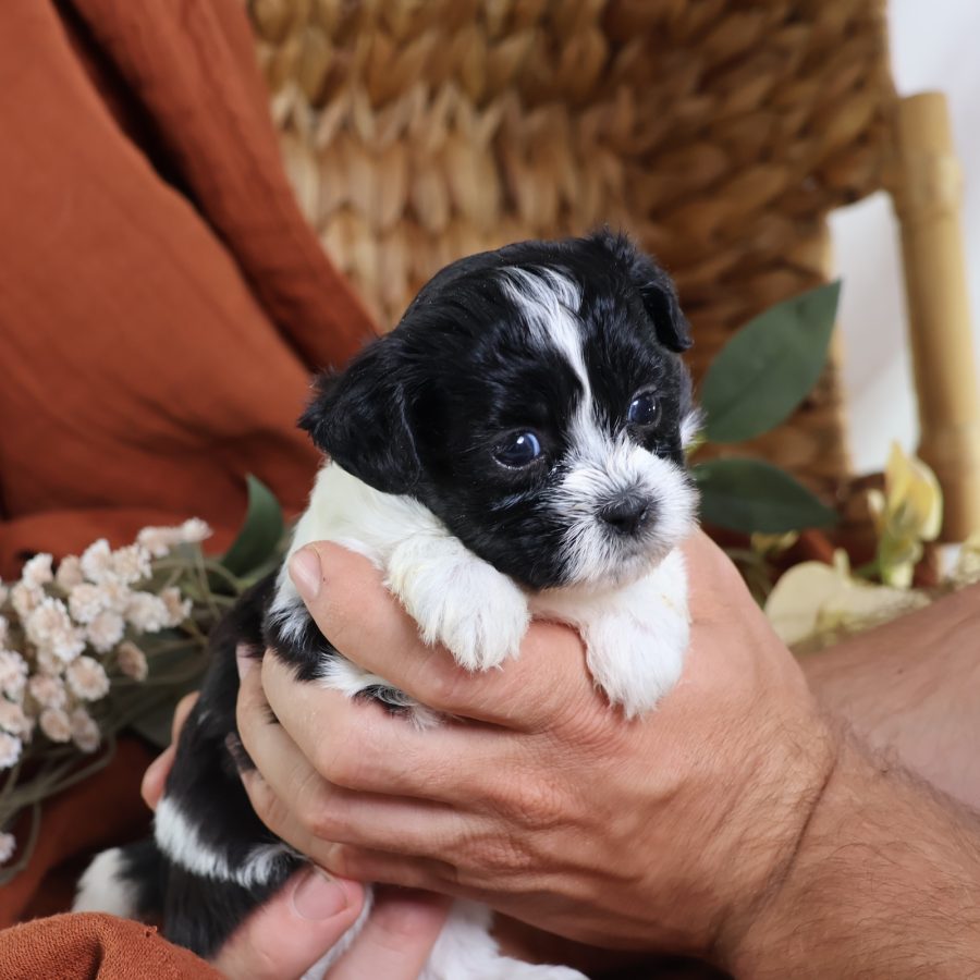 shichon zuchon puppies for sale(1)