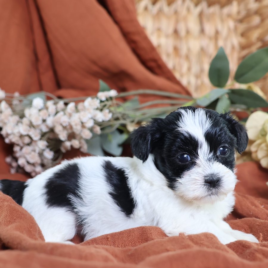 shichon zuchon puppies for sale(1)