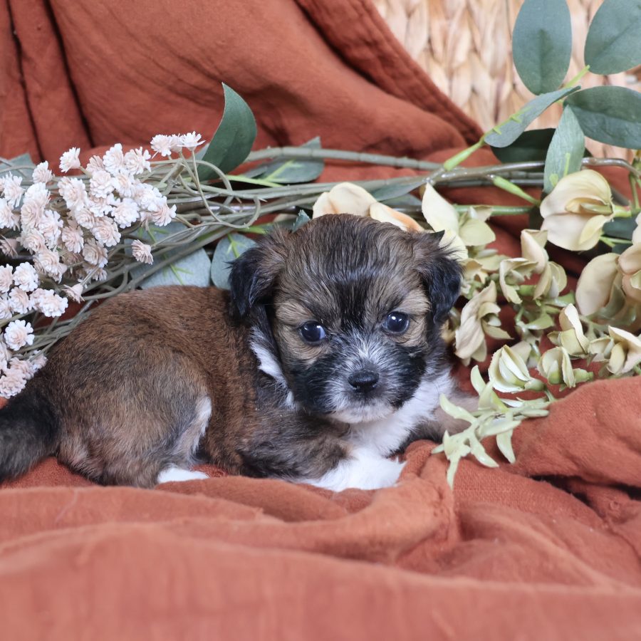 shichon zuchon puppies