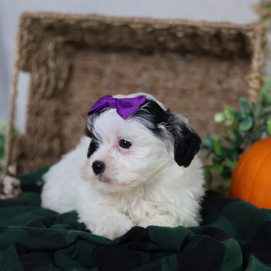 shichon zuchon puppies
