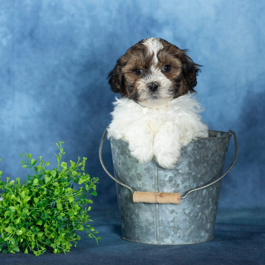 shichon zuchon puppies