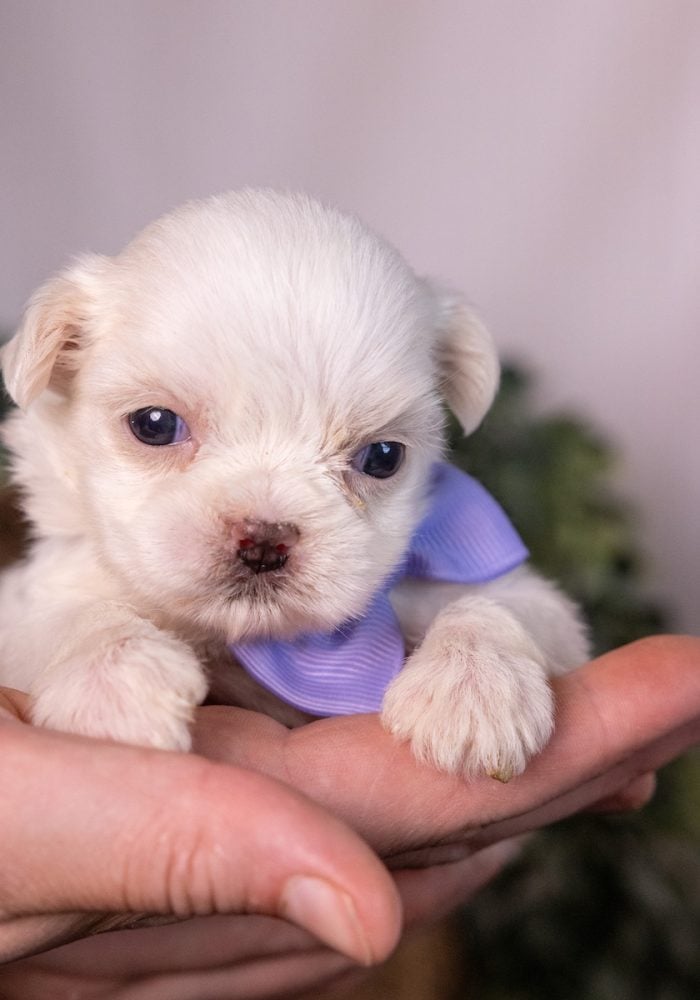 shichon zuchon teddy bear puppies