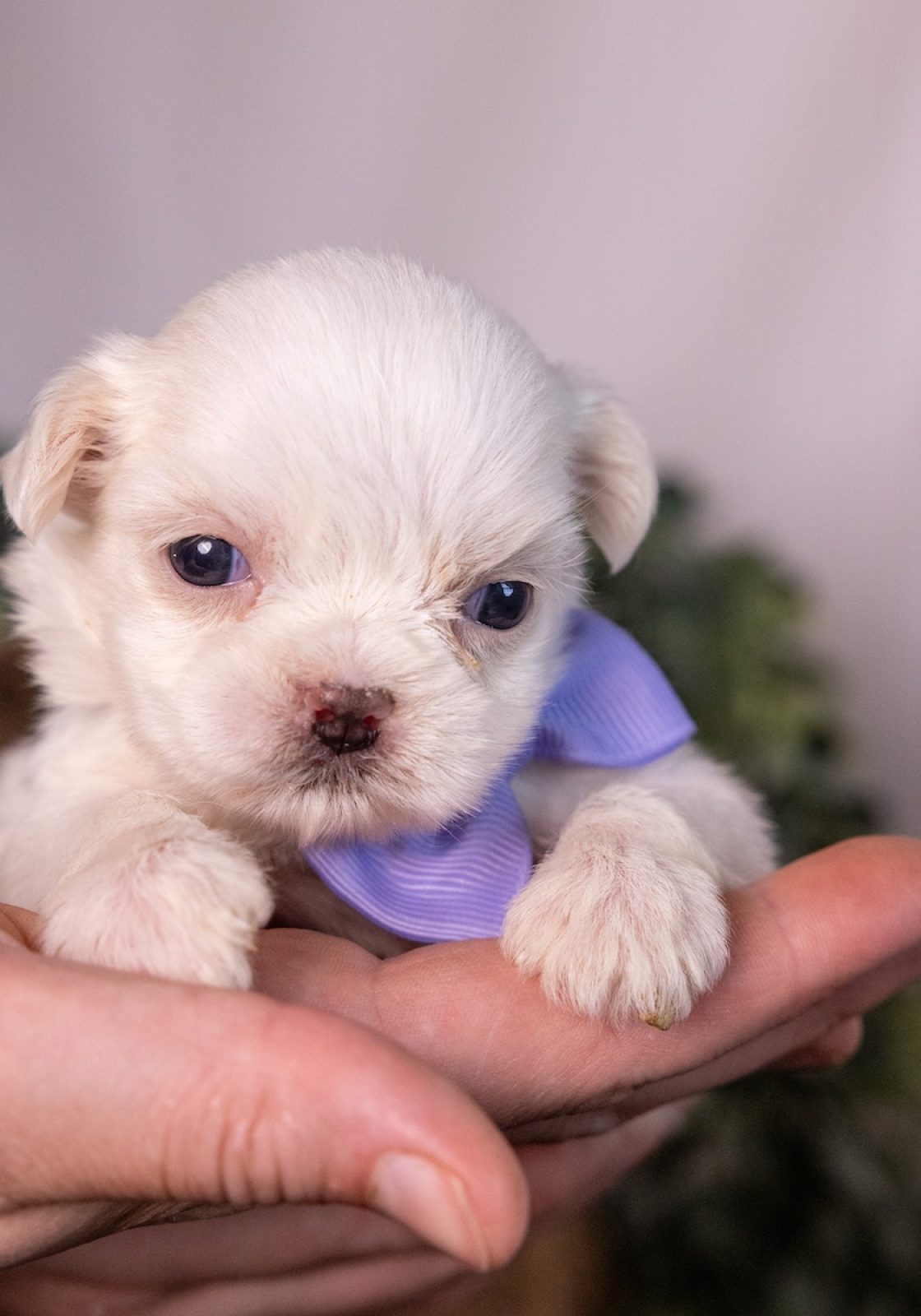 shichon zuchon teddy bear puppies