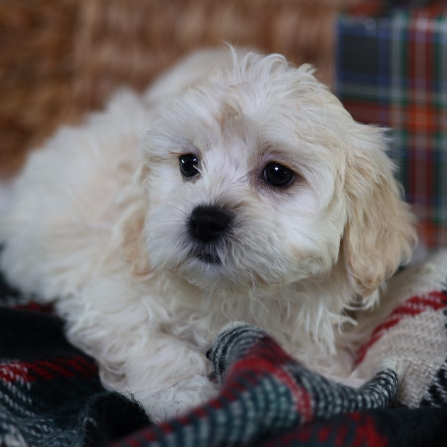 shichon zuchon teddy bear puppies