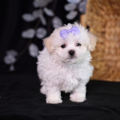 shichon zuchon teddy bear puppies for sale near me