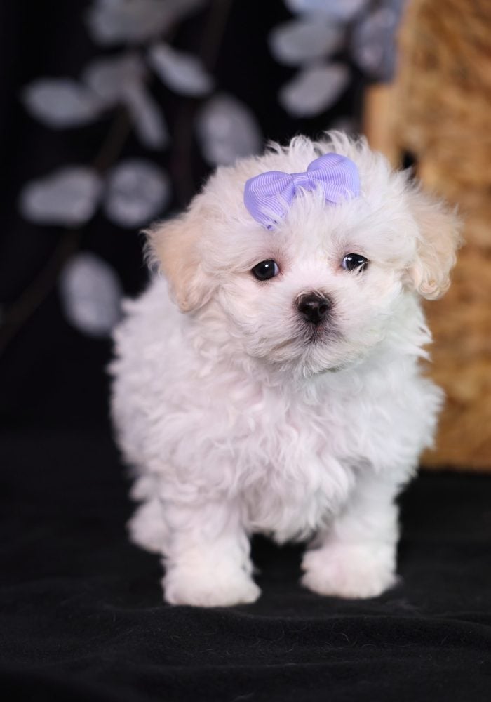 shichon zuchon teddy bear puppies for sale near me