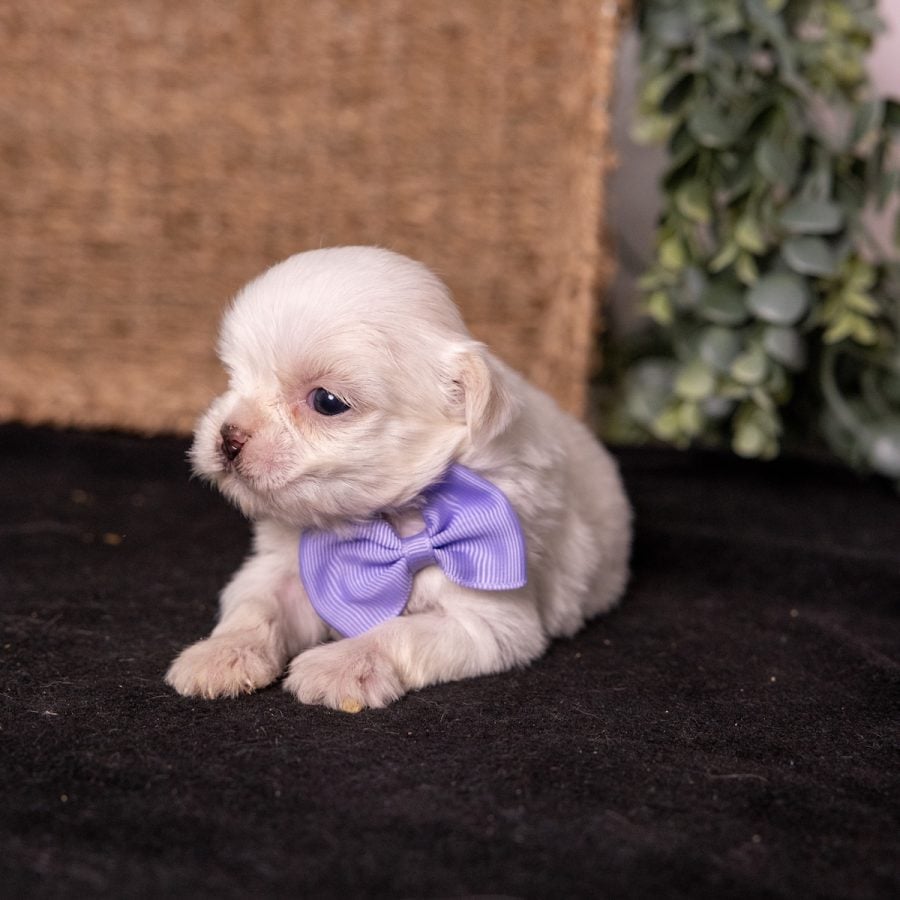 shichon zuchon teddy bear puppies for sale