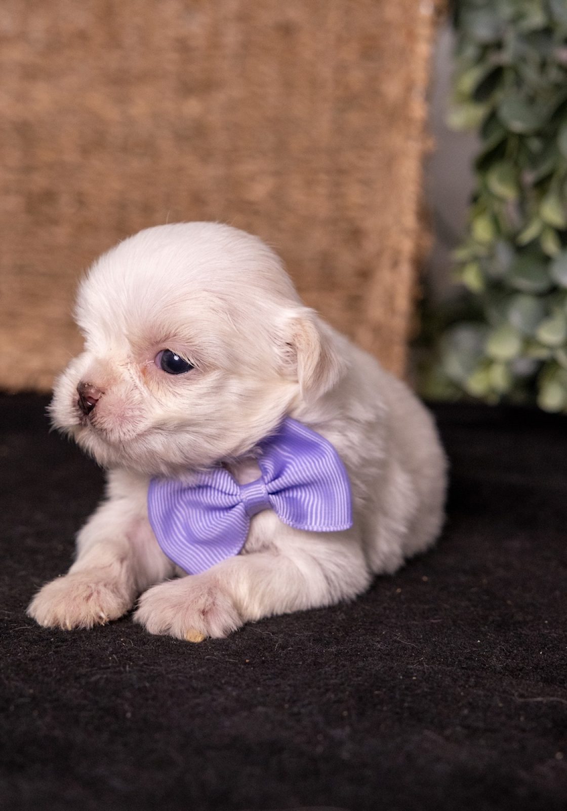 shichon zuchon teddy bear puppies for sale
