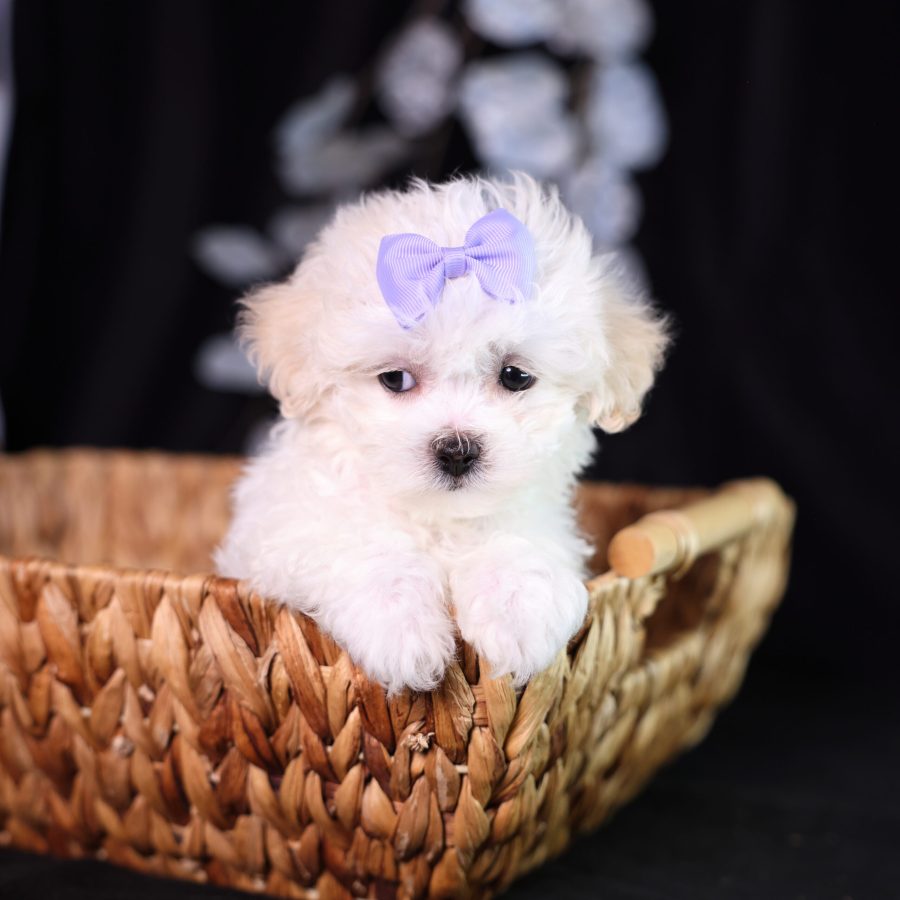 shichon zuchon teddy bear puppies for sale