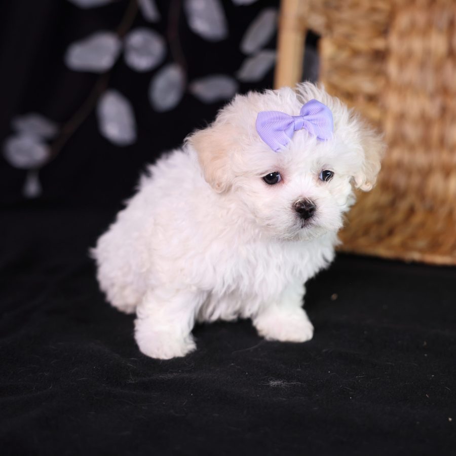shichon zuchon teddy bear puppies in pa