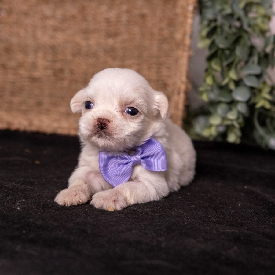 shichon zuchon teddy bear puppies near me