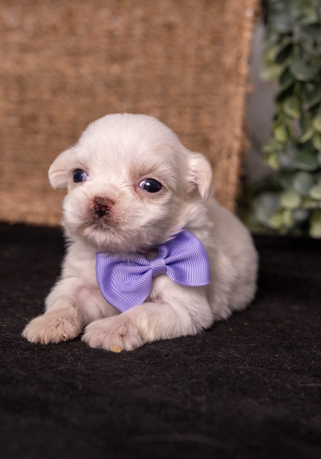shichon zuchon teddy bear puppies near me