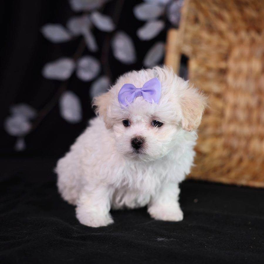 shichon zuchon teddy bear puppies new york city