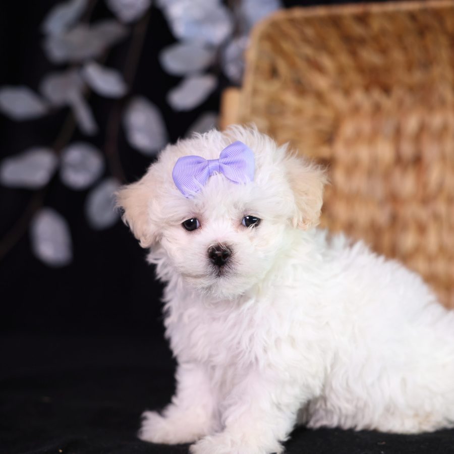 shichon zuchon teddy bear puppies new york