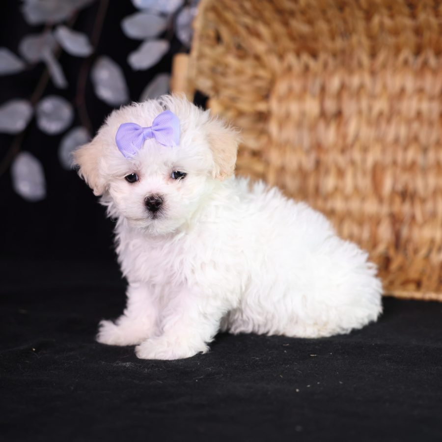 shichon zuchon teddy bear puppies pa