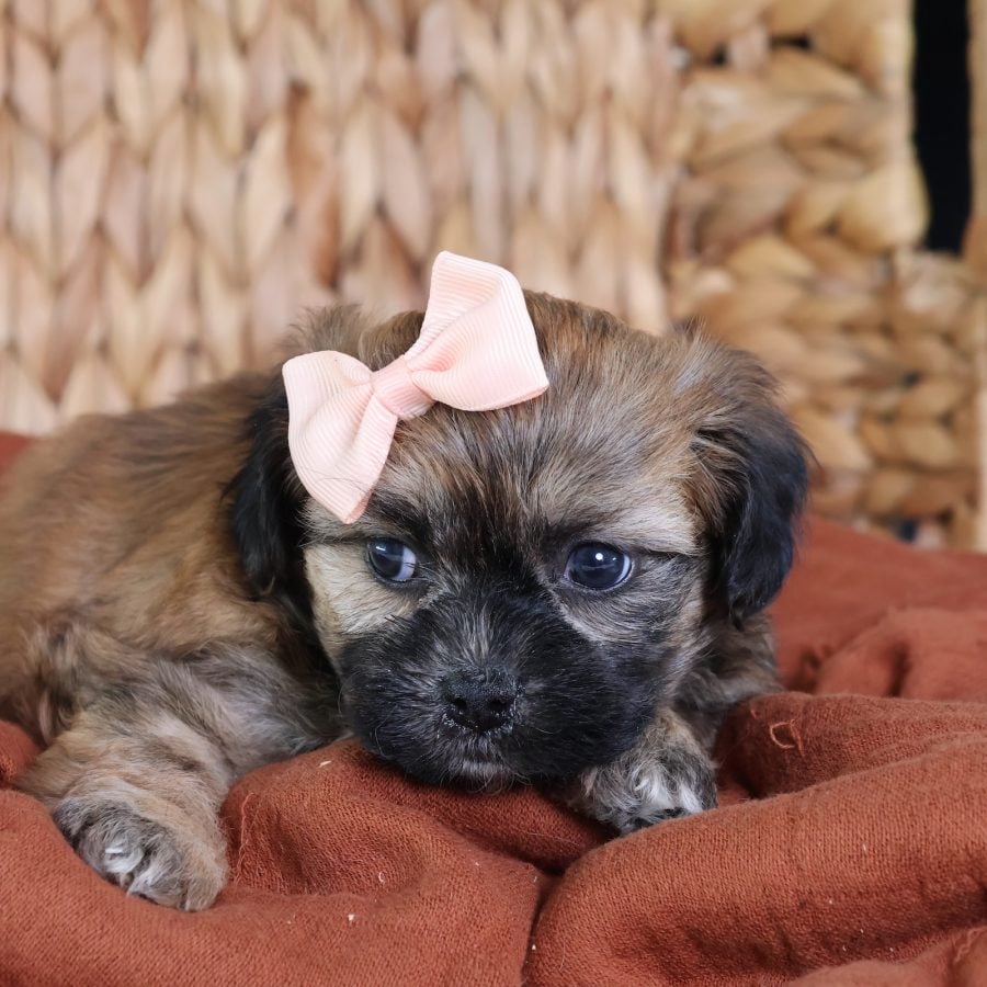 shichon zuchon teddy bear puppies