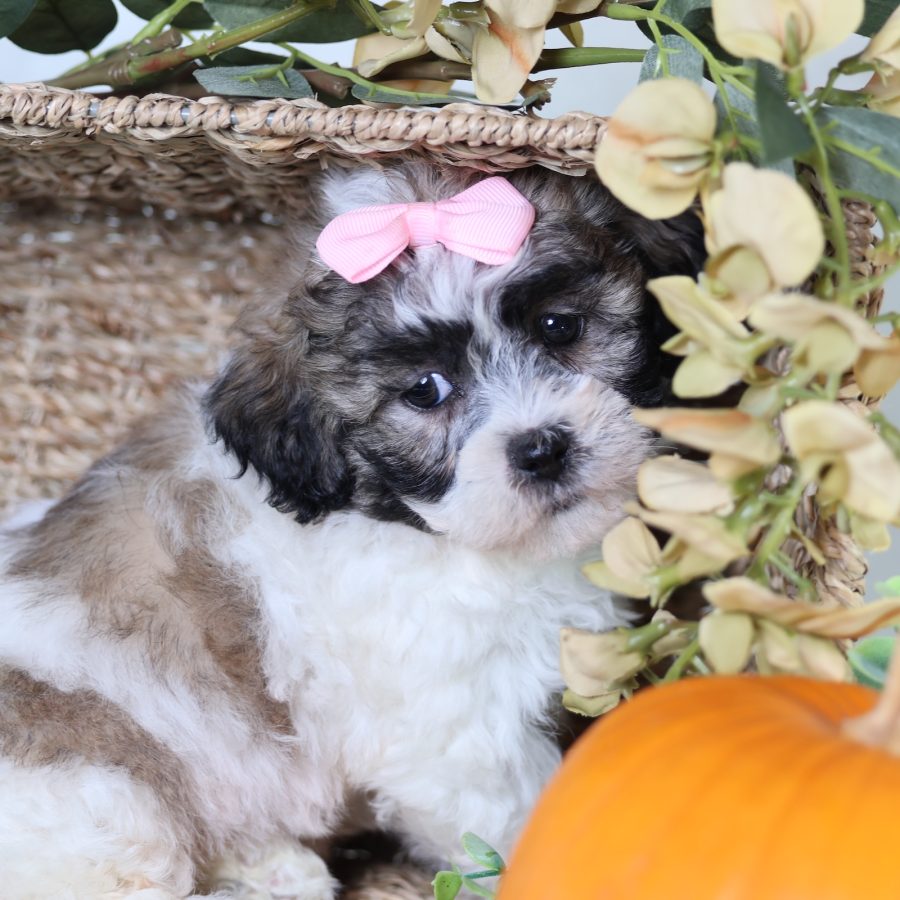 shichon zuchon teddy bear puppies