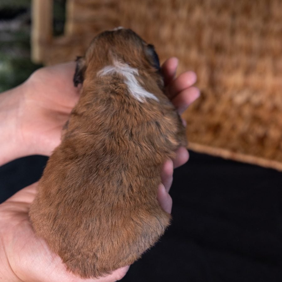shichons near me for sale_