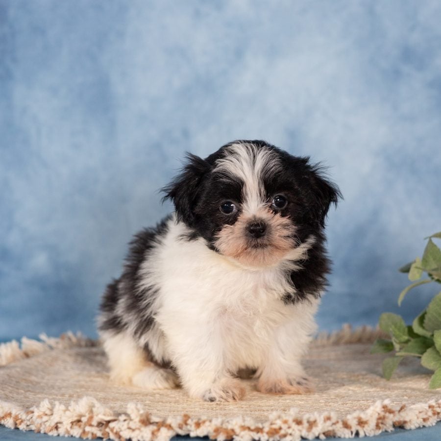 shichons paw tale puppies