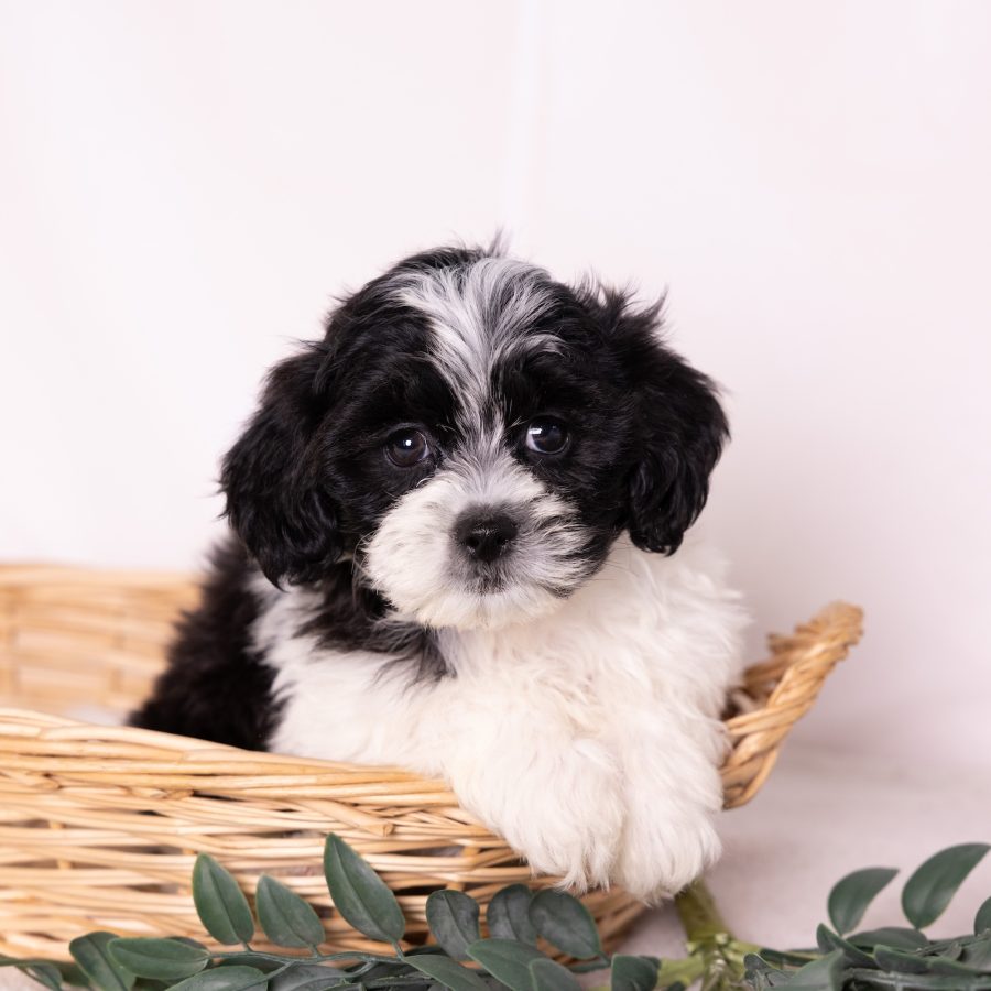 shih tzu and bichon mix puppies for sale