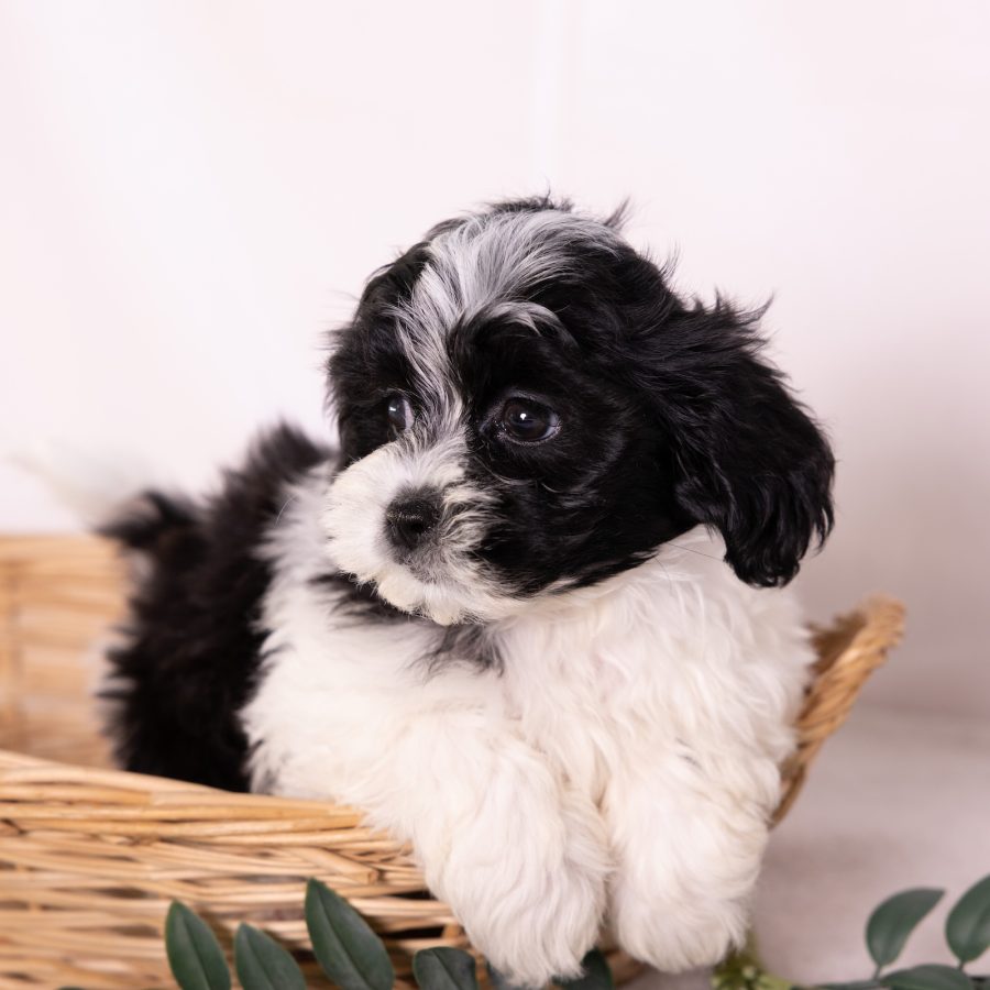shih tzu and bichon mix puppies