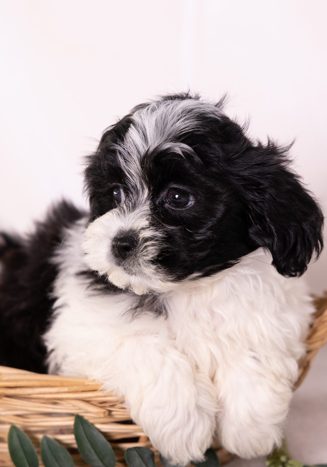 shih tzu and bichon mix puppies