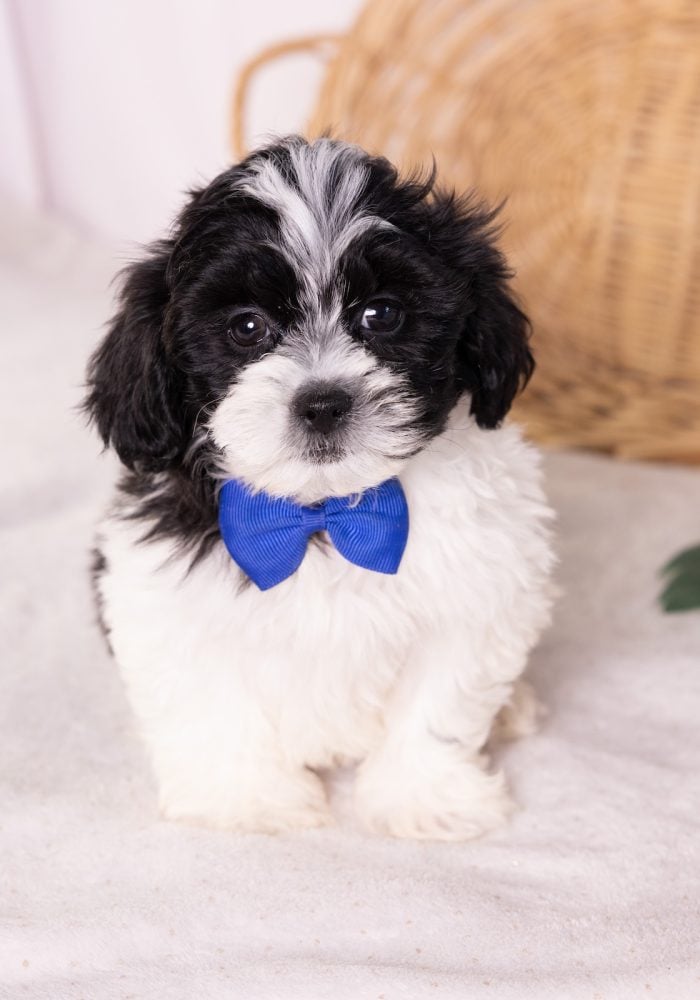 shih tzu and bichon mix puppy for sale