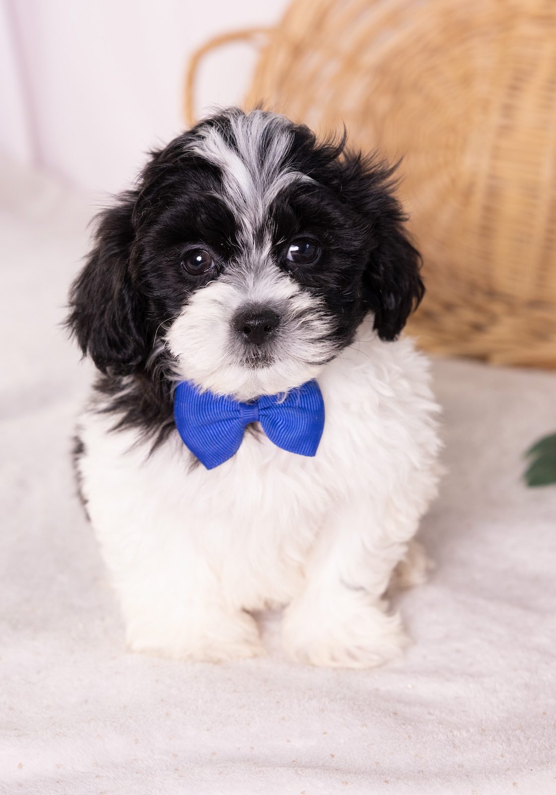 shih tzu and bichon mix puppy for sale